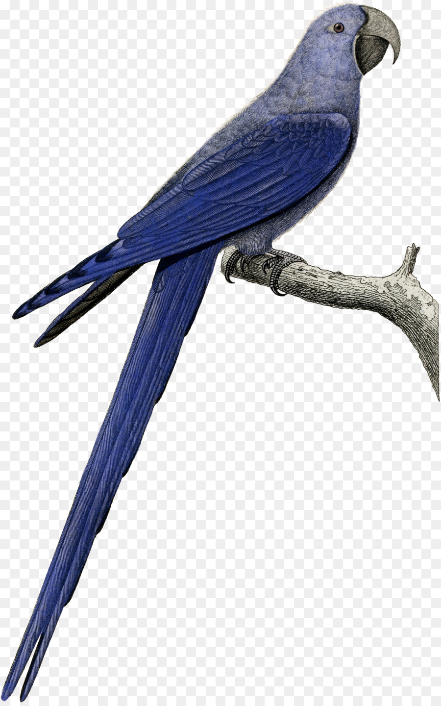 Papagaio Azul，Exótico PNG