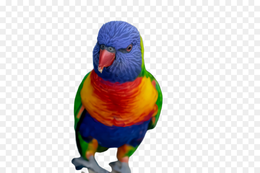 Arara，Loriini PNG