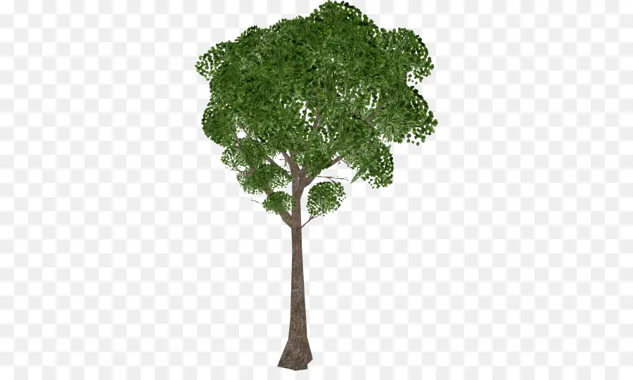 árvore，Quase Natural PNG