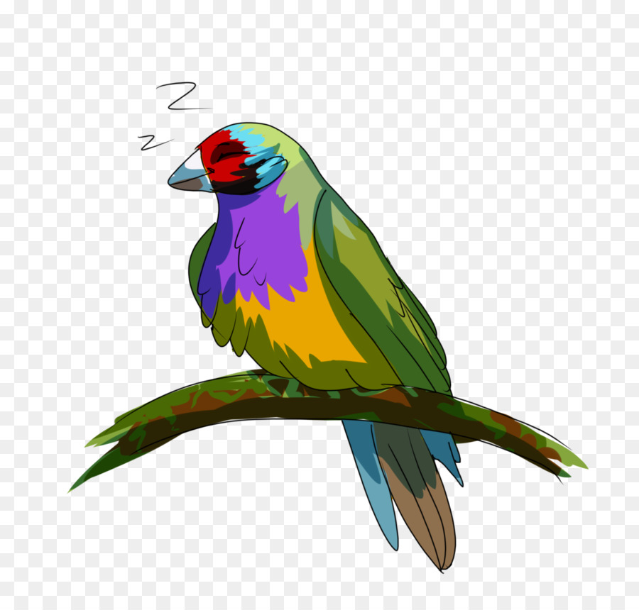 Arara，Lovebird PNG