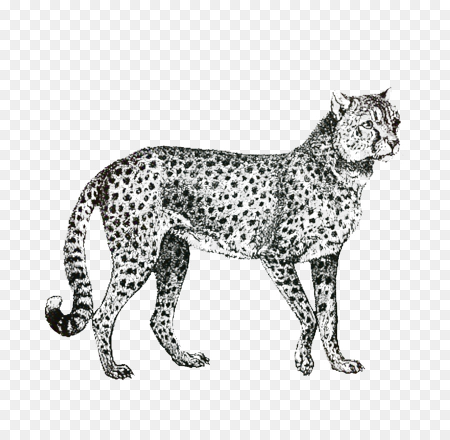 Cheetah，Desenho PNG