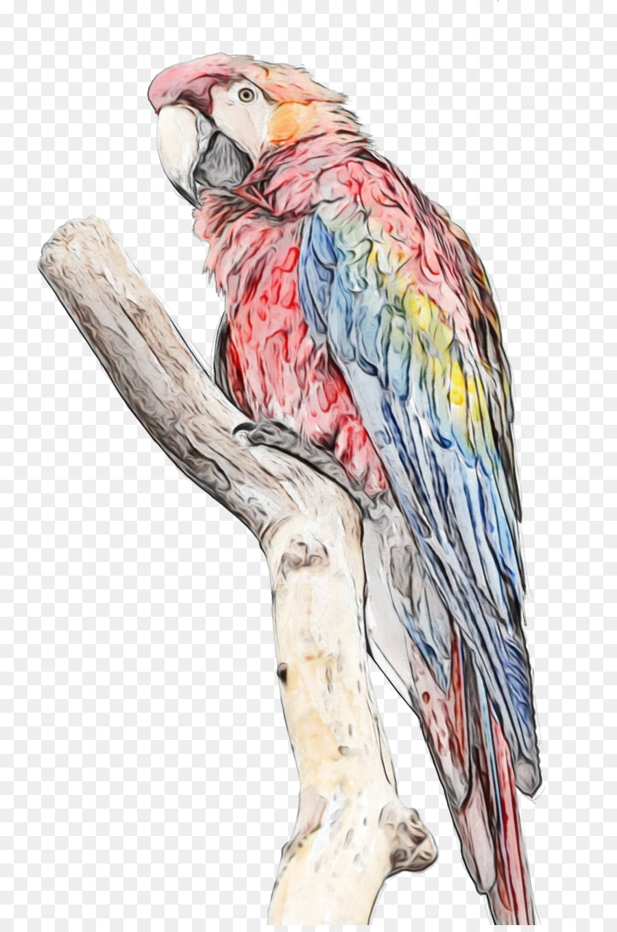 Arara，Aves PNG