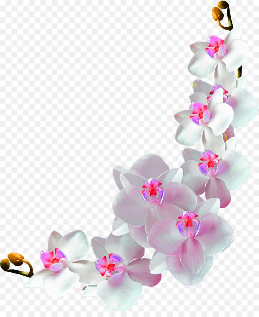 Flor，Traça Orquídeas PNG