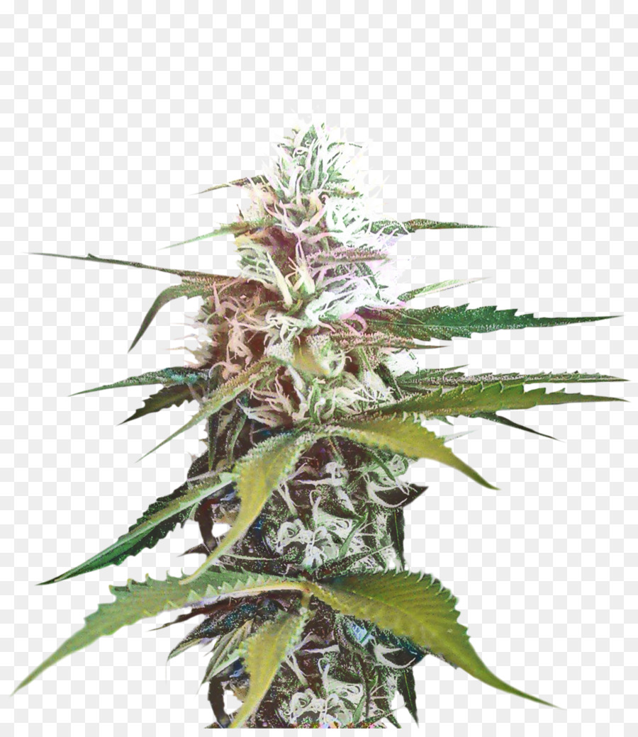 Planta De Cannabis，Maconha PNG