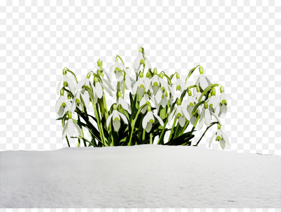 Snowdrop，A Floração Da Planta PNG
