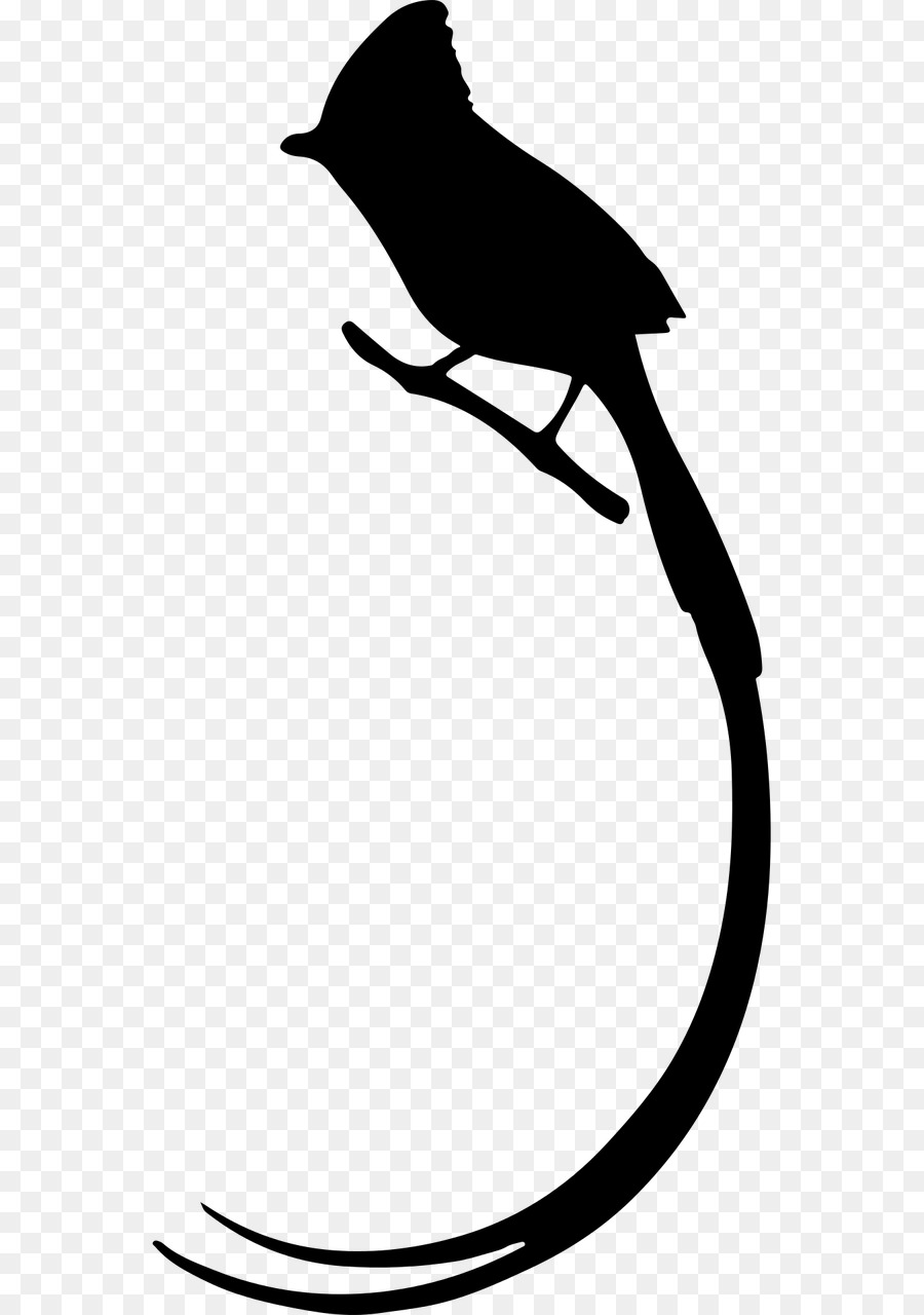 Aves，Papagaio PNG