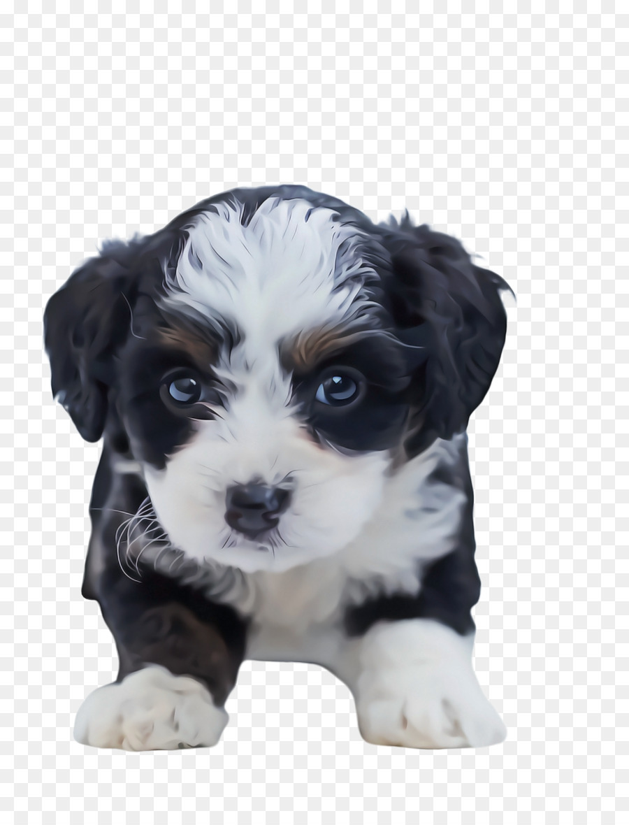 Cão Maltês，Filhote De Cachorro PNG