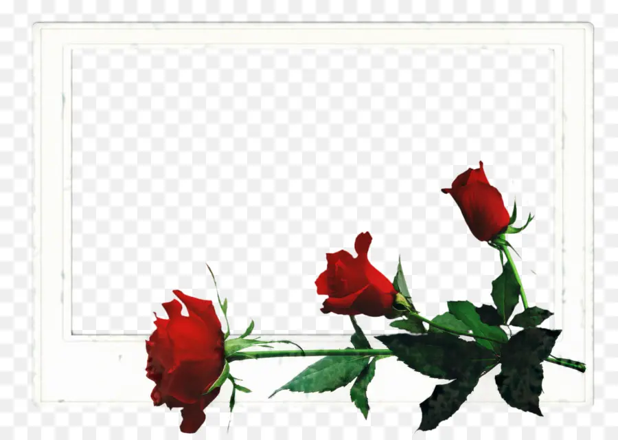 Rosas，Vermelho PNG