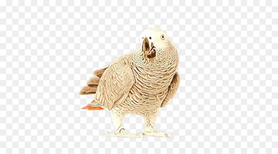 Bico，Aves PNG