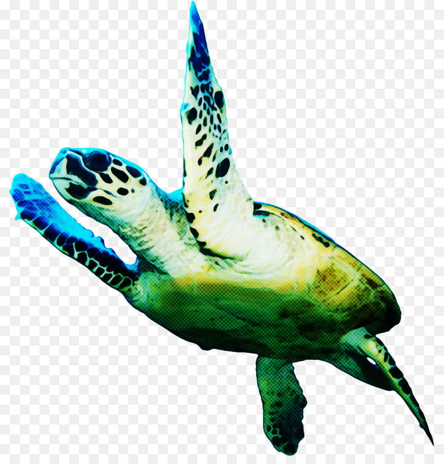 Tartaruga Cabeçuda，Turtle PNG