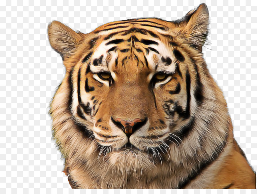 Tigre Branco，Tigre De Bengala PNG
