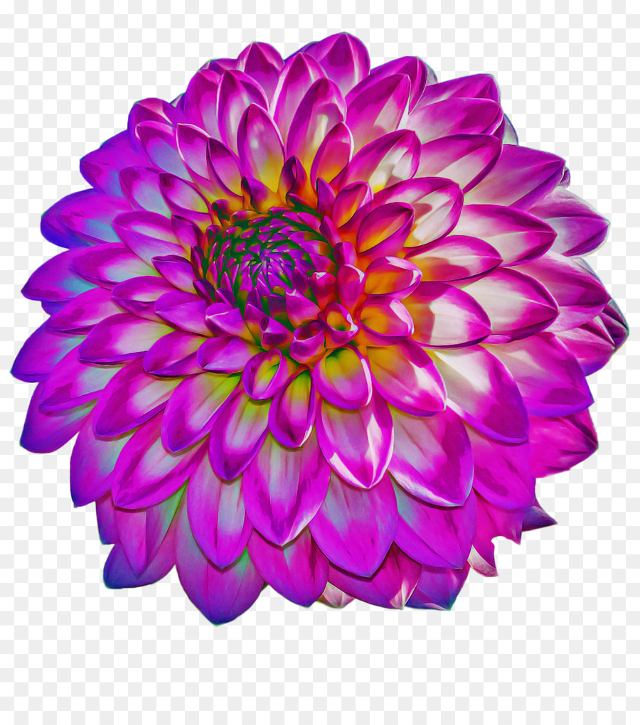 Flor Rosa，Florescer PNG