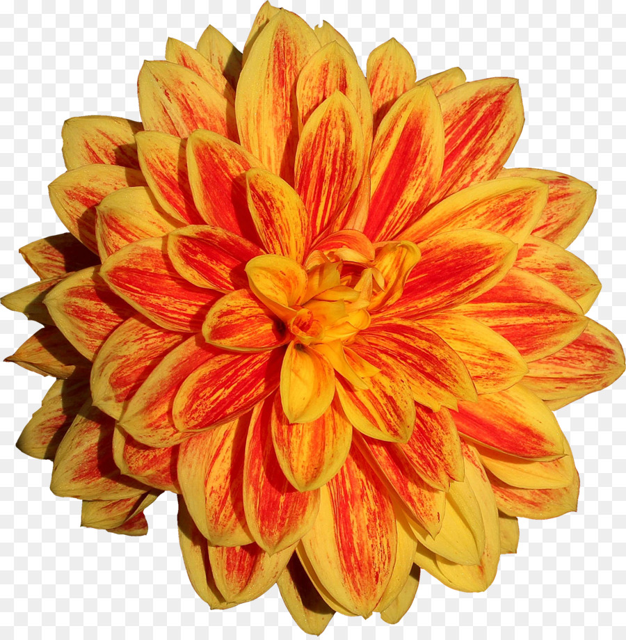 Dahlia，Flor PNG