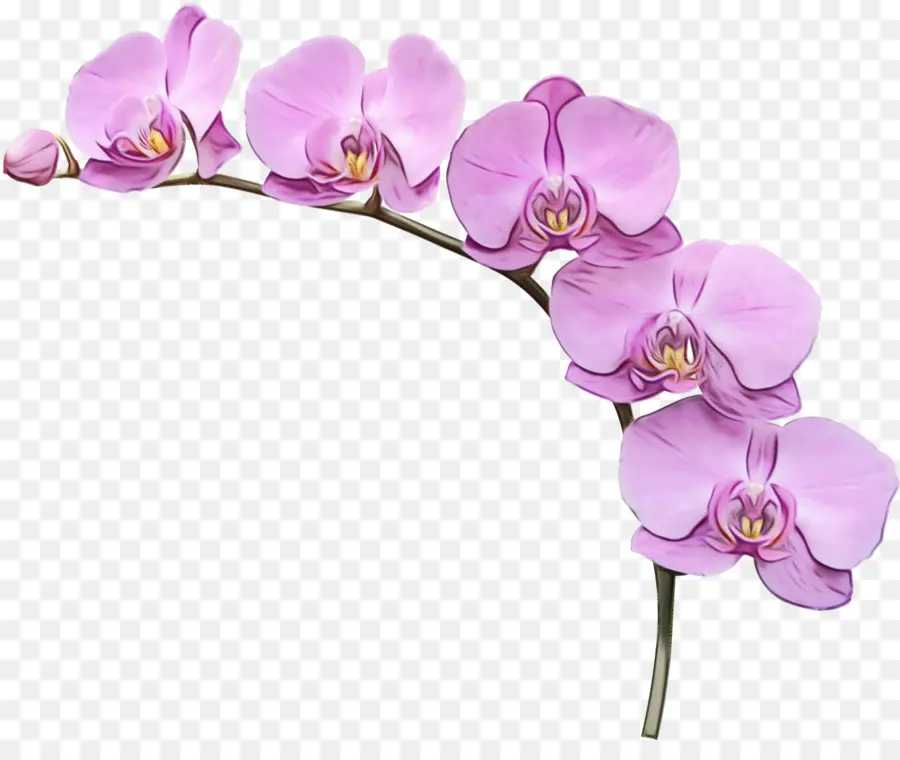 Orquídeas，Encapsulated Postscript PNG