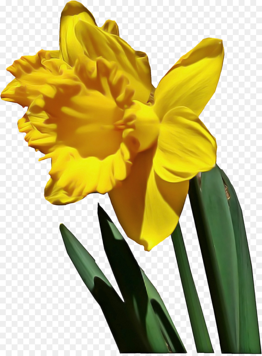 Narcisos Amarelos，Primavera PNG