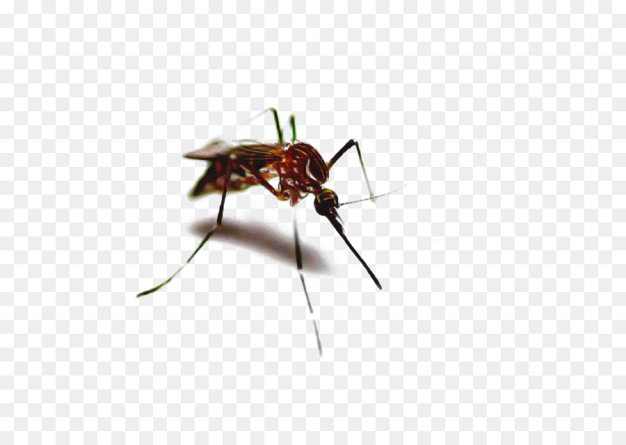 Mosquito，Inseto PNG