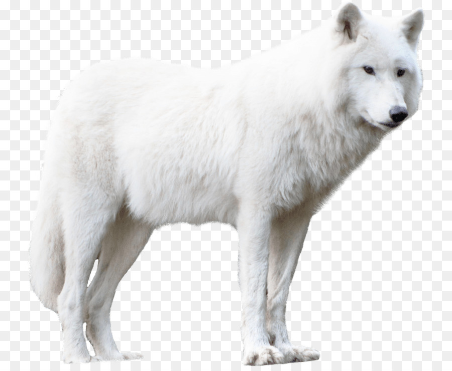 Arctic Wolf，A Groenlândia Cão PNG