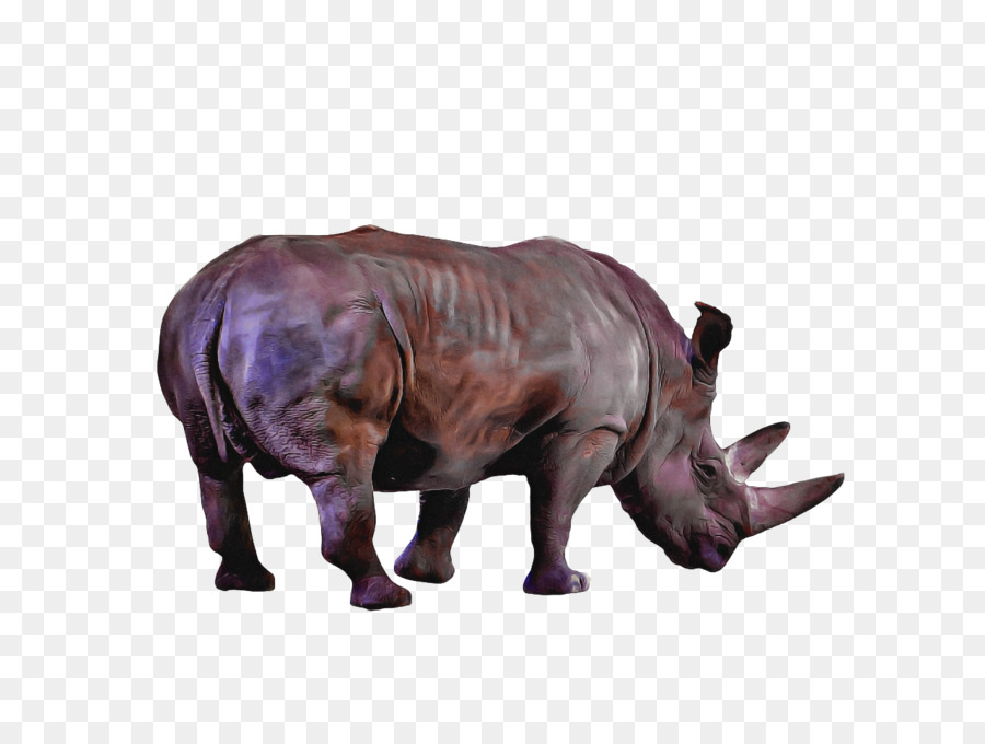 Rinoceronte，Rinoceronte Indiano PNG