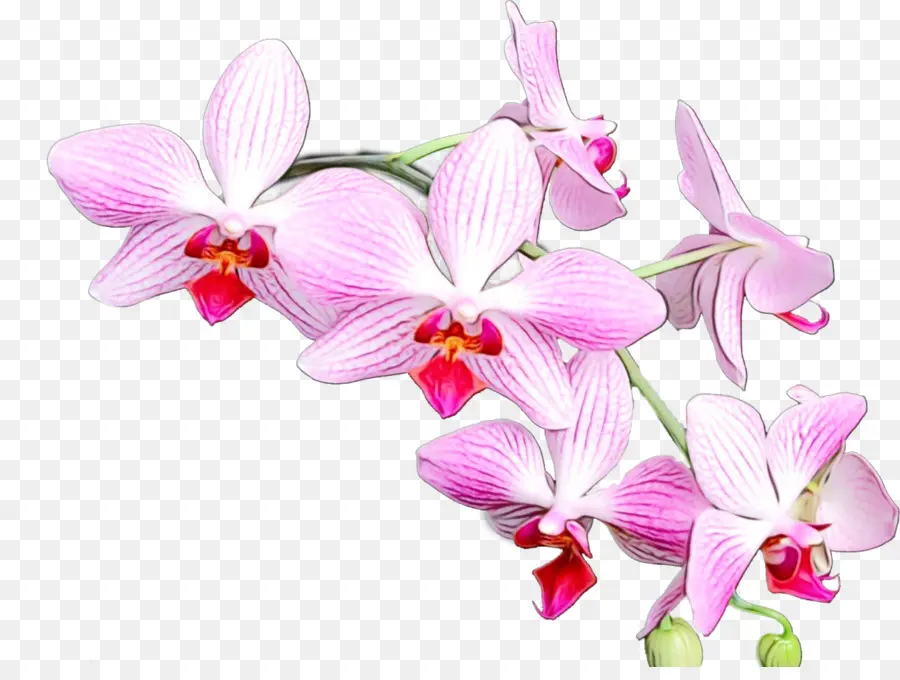 Orquídeas，Vermelho Cattleya PNG