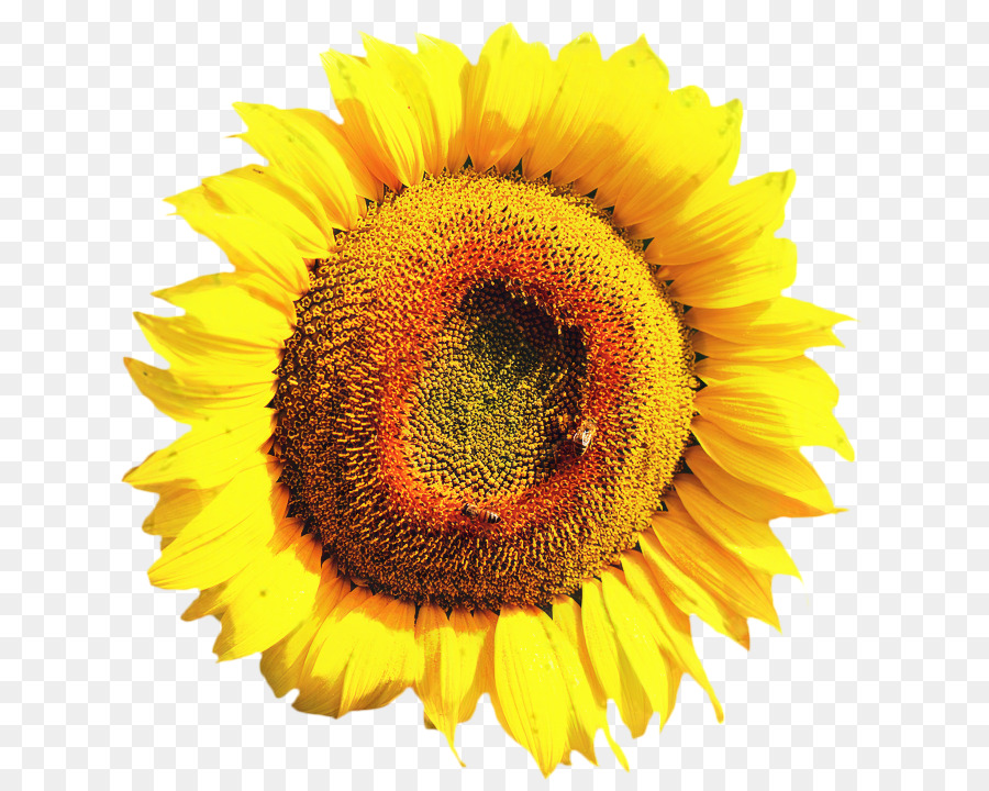 Girassol，Amarelo PNG