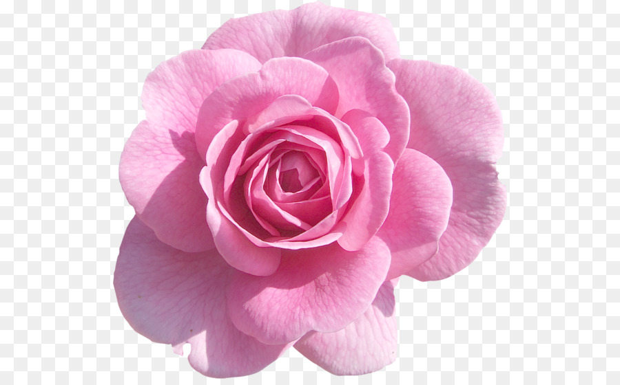 Rosa Rosa，Florescer PNG