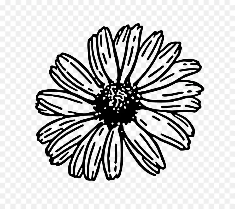 Comum Daisy，Desenho PNG