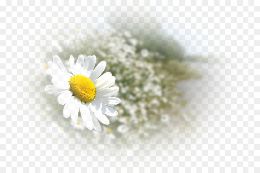 Camomila，Oxeye Daisy PNG