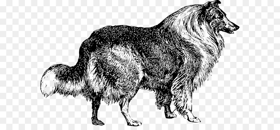 Rough Collie，Border Collie PNG