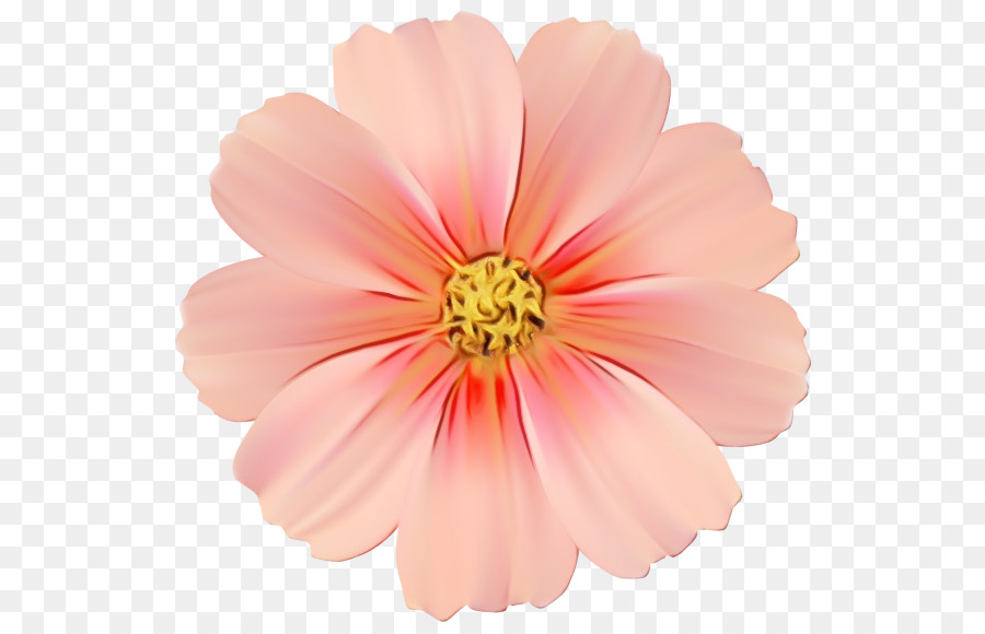 Flor，Rosa PNG