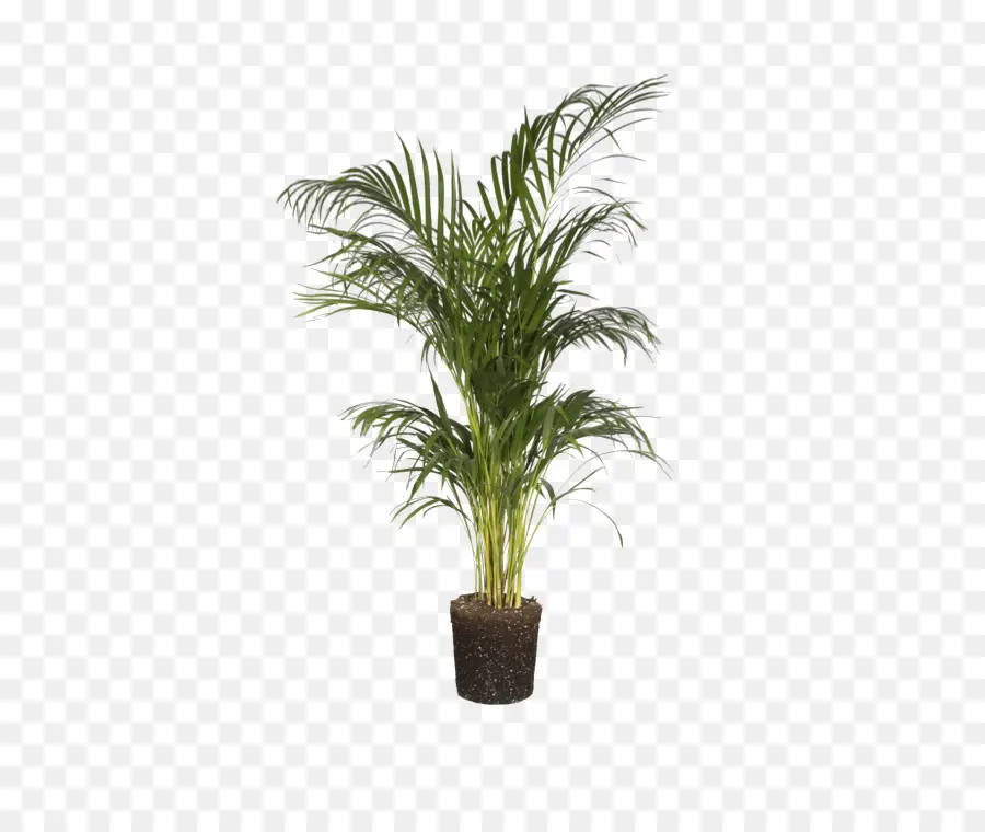 Palmeira Areca，Planta De Casa PNG