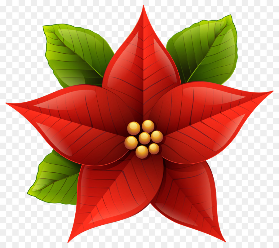 Poinsettia，Christmas Day PNG
