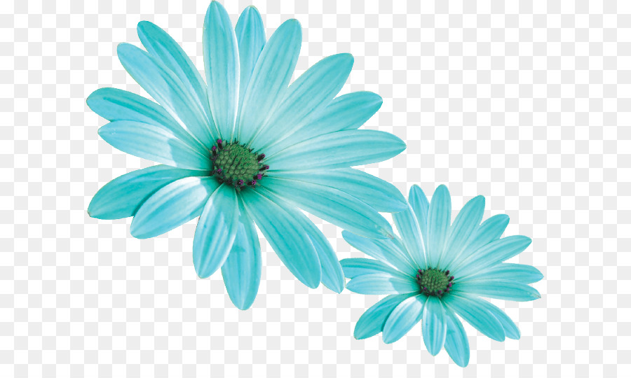 Comum Daisy，Transvaal Daisy PNG