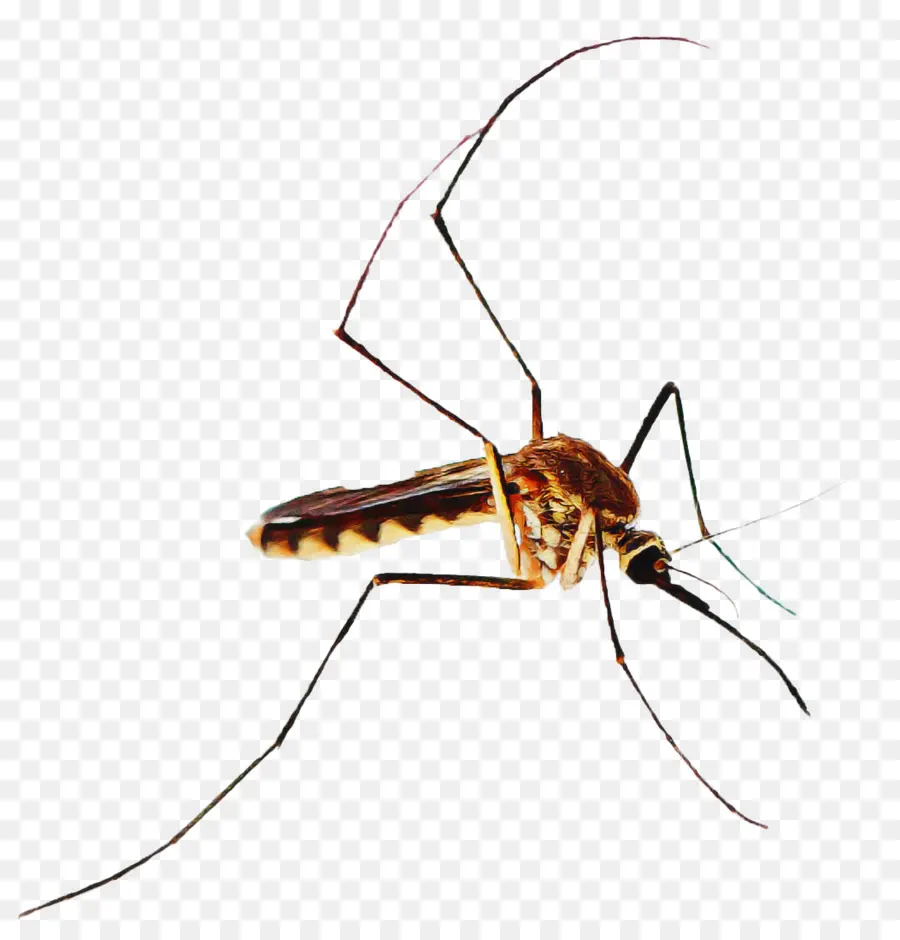 Mosquito，Inseto PNG