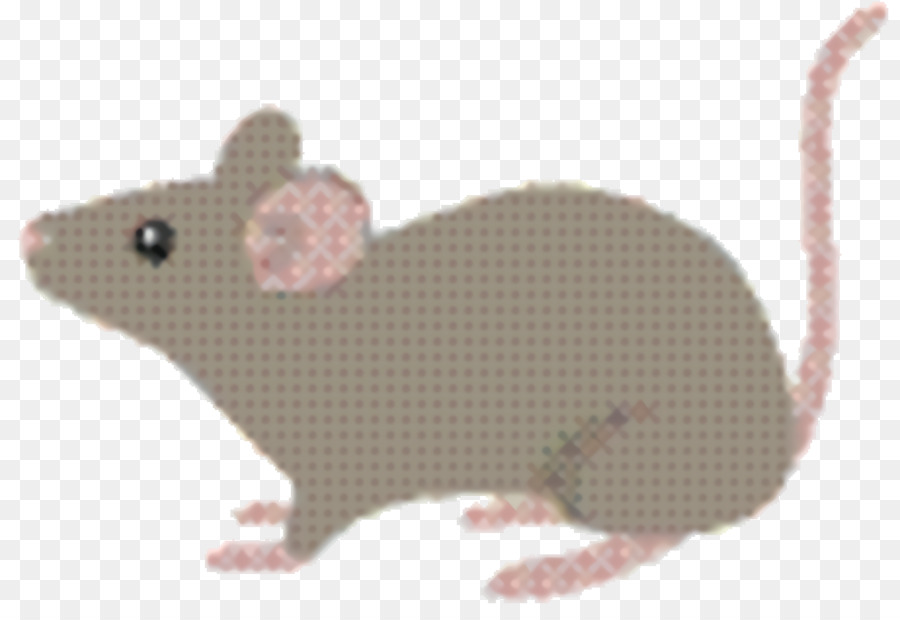 Rat，Mpeg 4 Parte 14 PNG