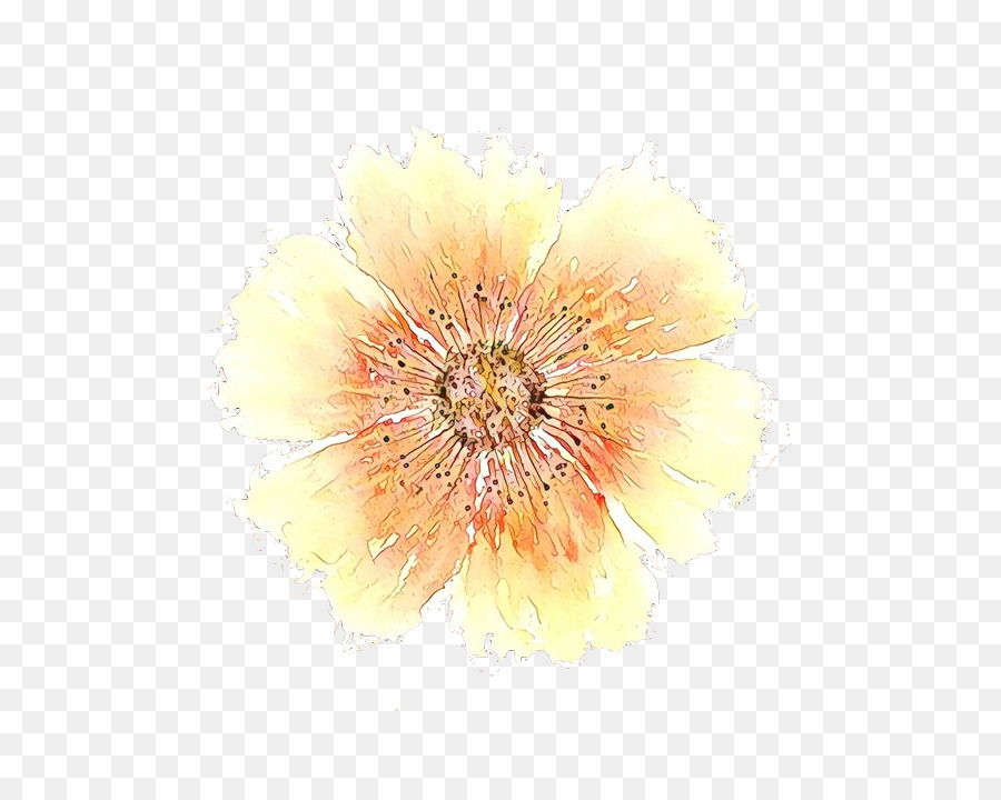 Transvaal Daisy，Amarelo PNG