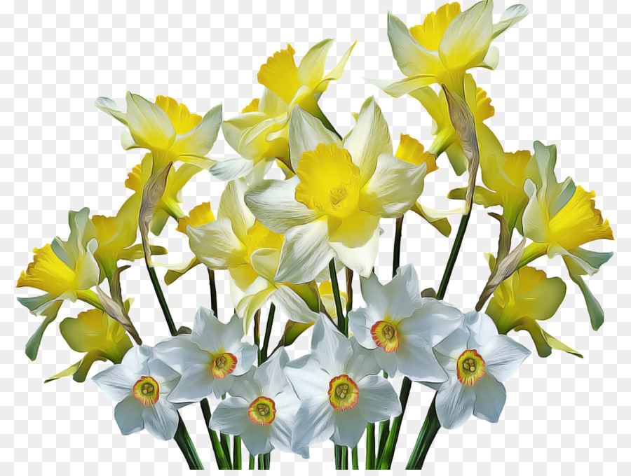 Narcisos，Amarelo PNG