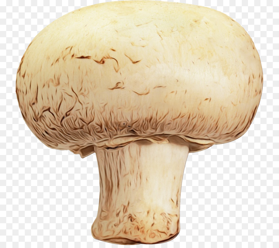 Cogumelo Comum，Pleurotus Eryngii PNG