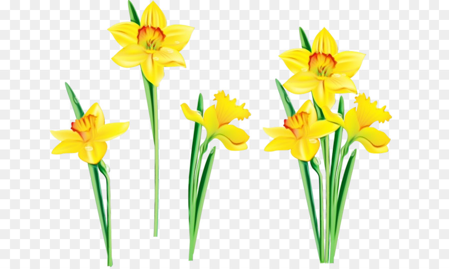 Narcisos Amarelos，Primavera PNG