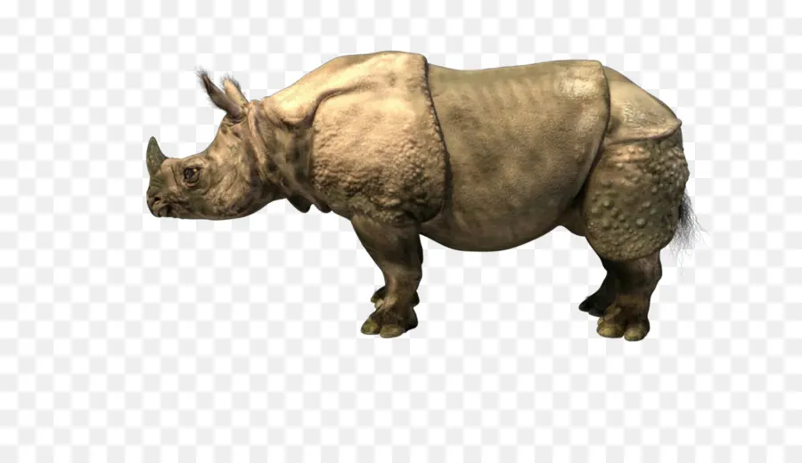 Rinoceronte，Javã Rinoceronte PNG