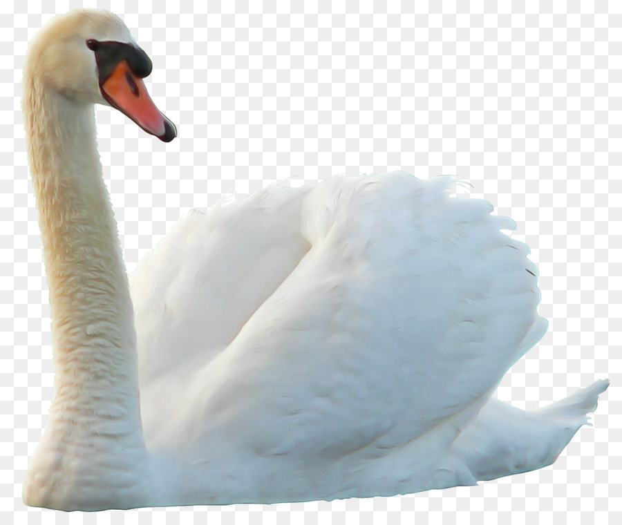 Cisnes，Aves PNG
