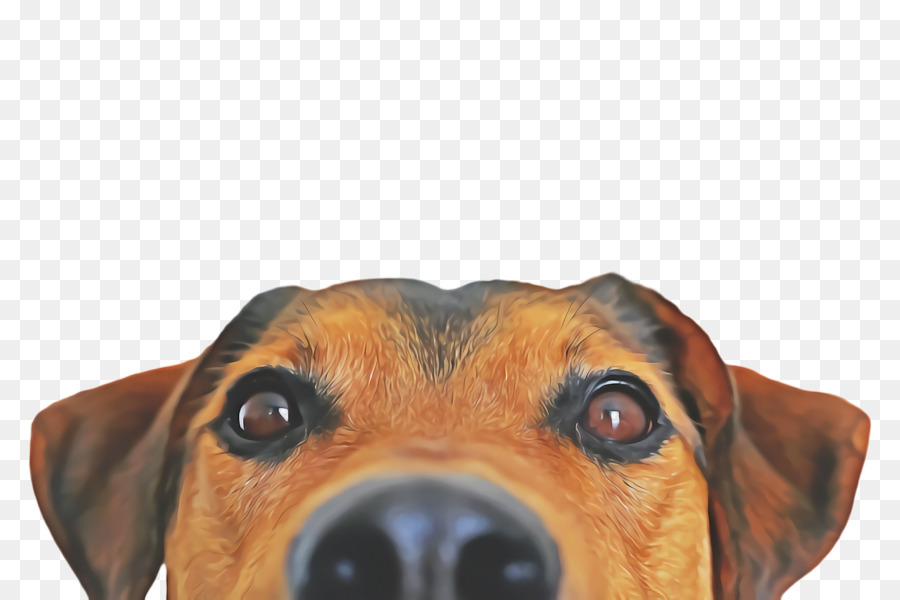 Cachorro，Gato PNG