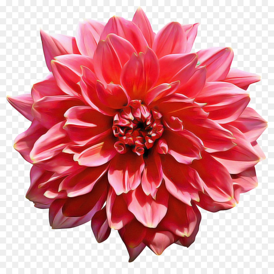 Flor，Vermelho PNG