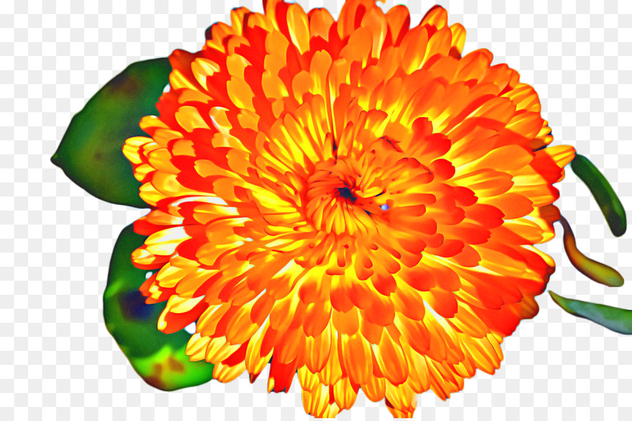 Transvaal Daisy，Flores De Corte PNG