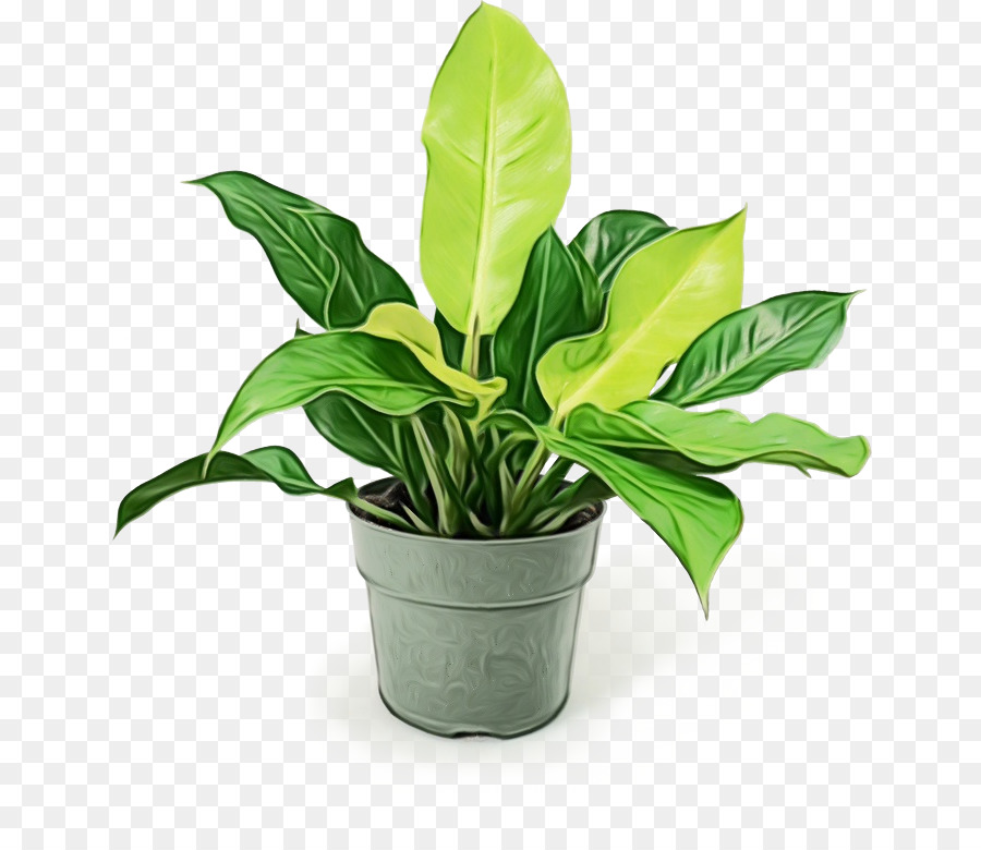 Plantar，Folhas PNG