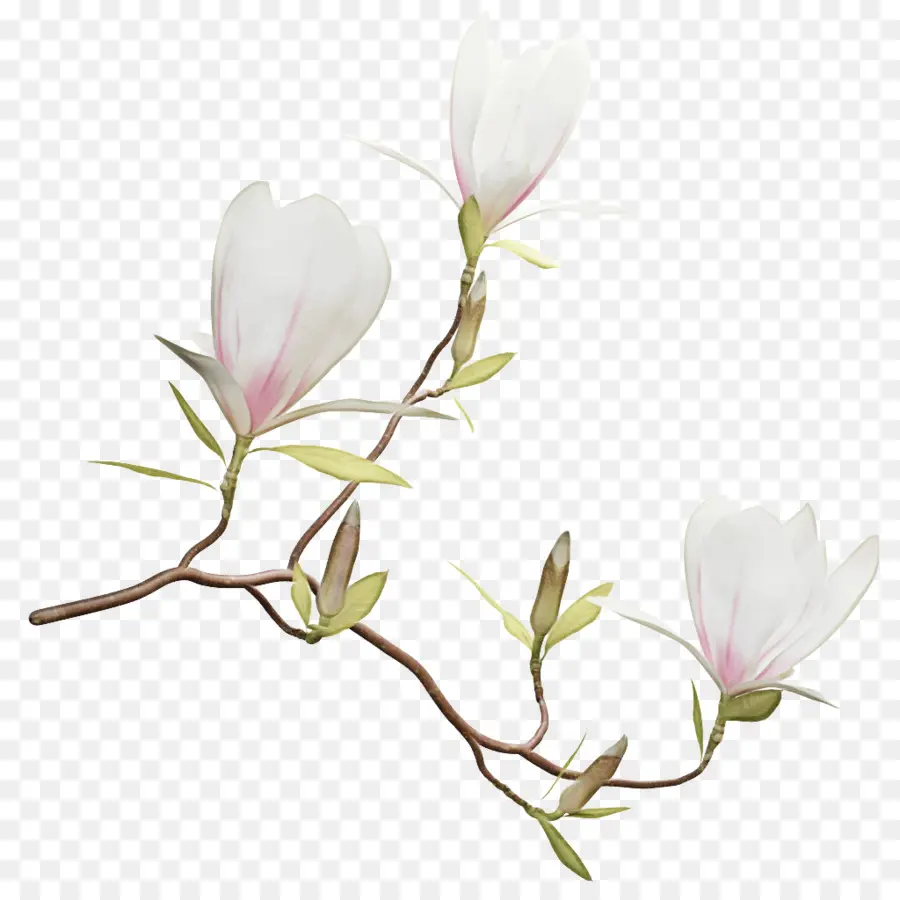 Sul Magnolia，Magnolia Delavayi PNG