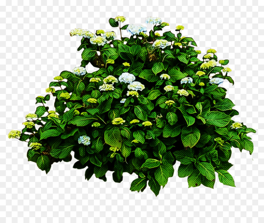 Arbusto，Francês Hortênsia PNG