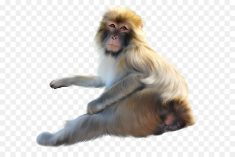 Macaco，Primata PNG