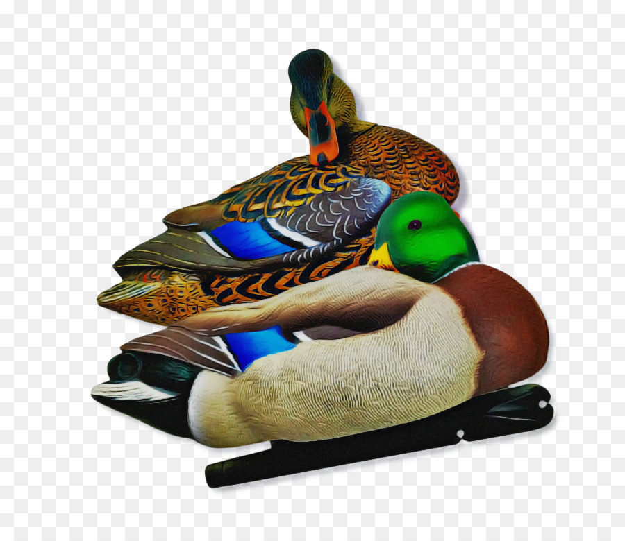 Pato Real，Pato PNG