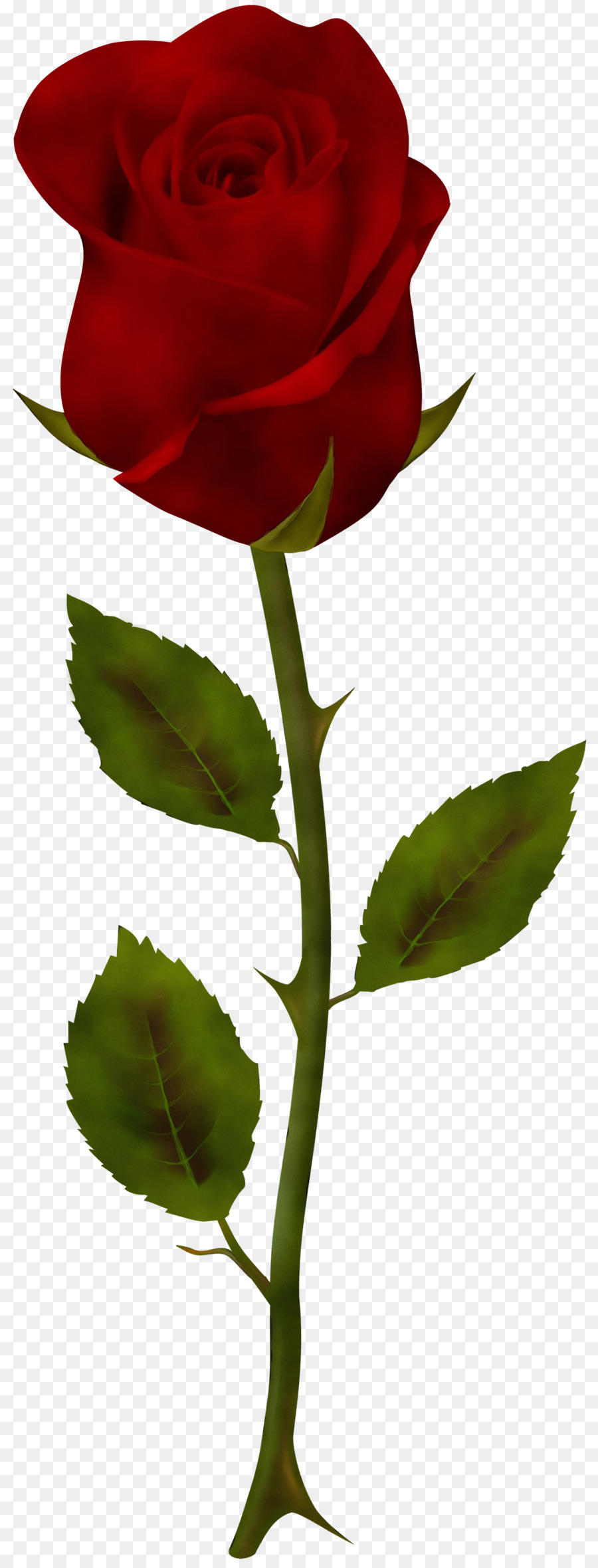 Rosa，Vermelho PNG