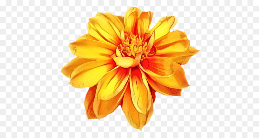 Marigold，Flor PNG